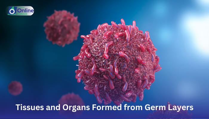 Lesson 03: Tissues and Organs Formed from Germ Layers